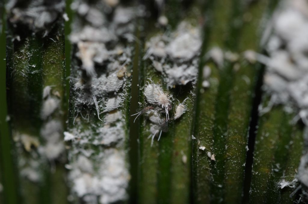 Cocciniglie su Cycas: Pseudococcidae